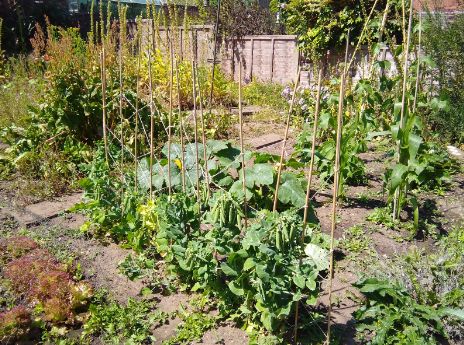 Bamboo stakes supporting plants in home garden